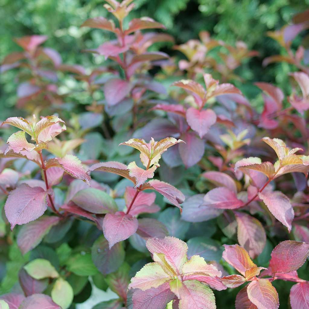 Midnight Sun weigela turns red, gold, and purple through the season.