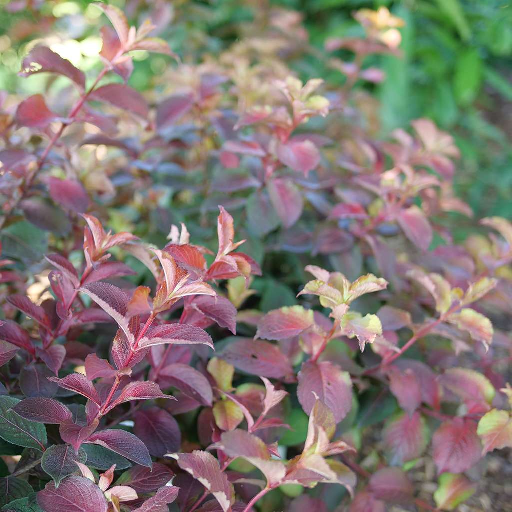 Midnight Sun weigela growing in a landscape. 