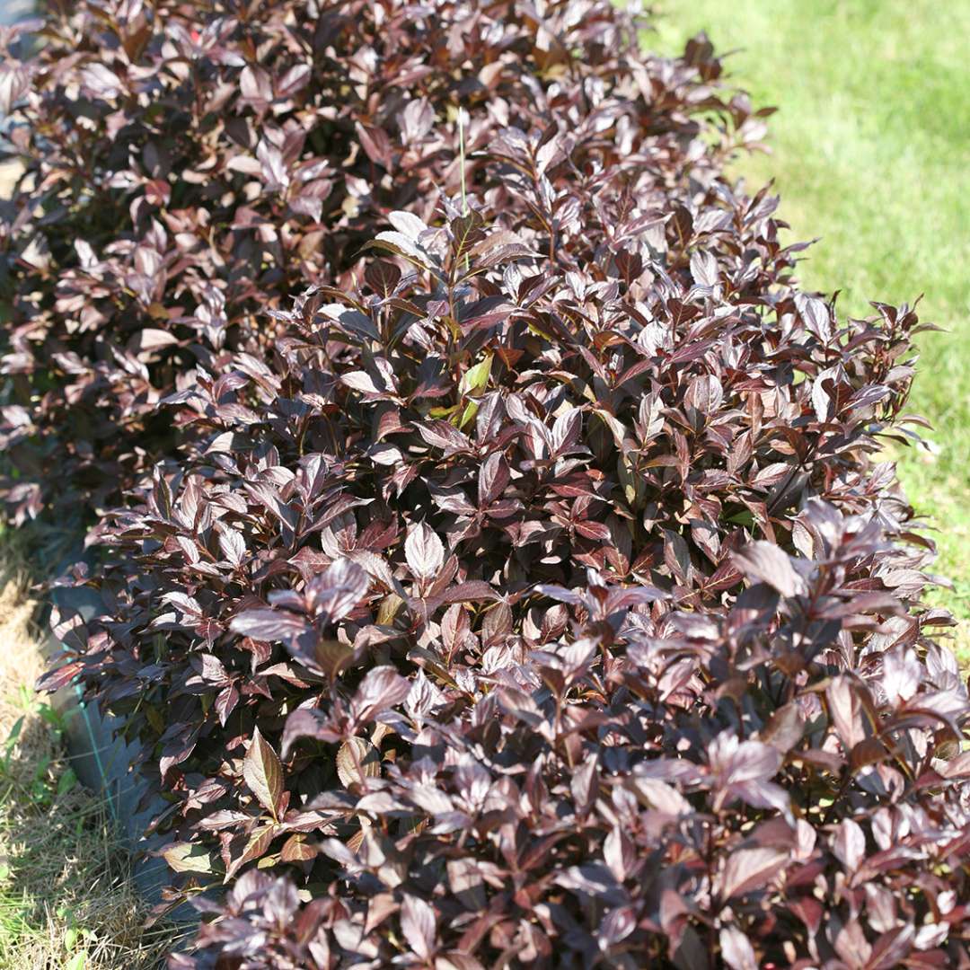 Midnight Wine Shine's glossy dark foliage