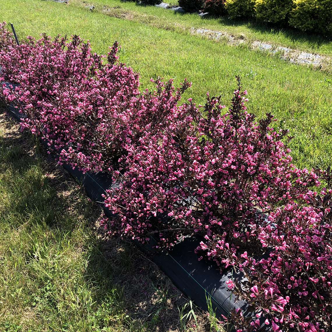 a row of Very Fine Wine weigela with dark foliage and bright pink flowers