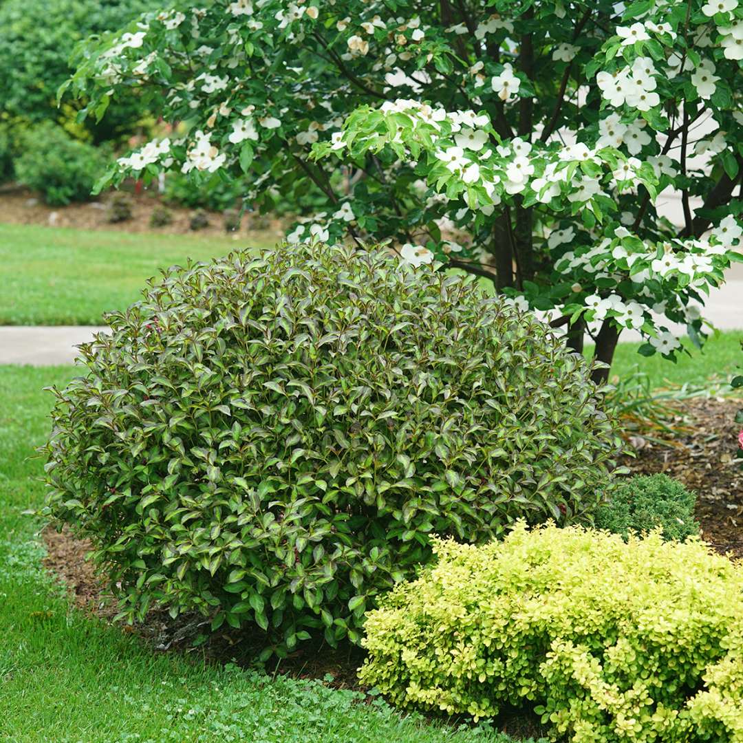 Vinho Verde weigela growing with an appealing rounded shape. 