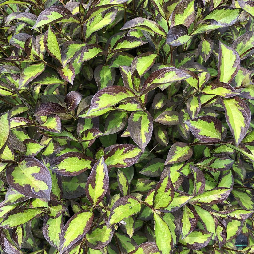 The unique chartreuse and black variegation of Vinho Verde weigela.