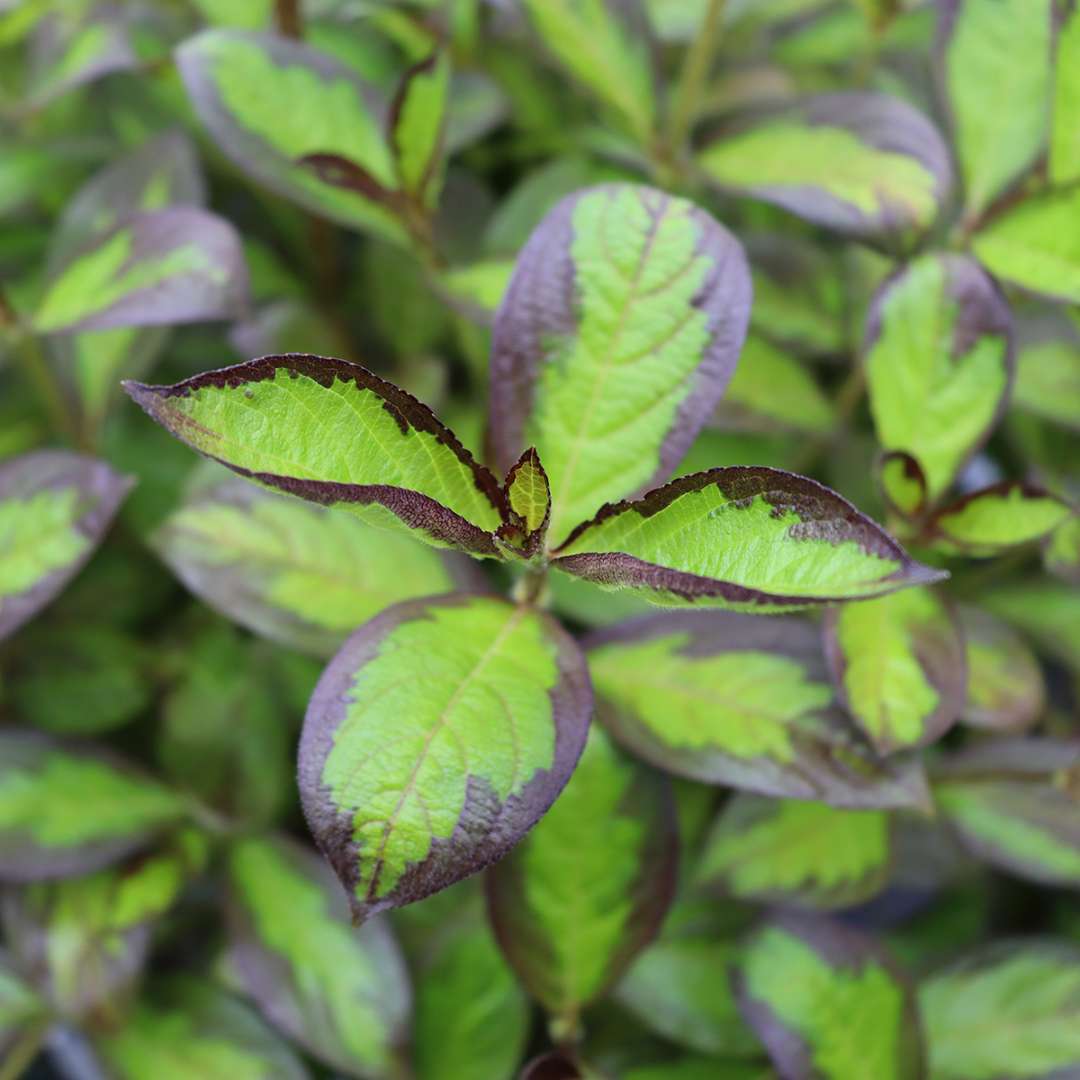 Close up of Vinho Verde weigela's variegated green and black foliage. 