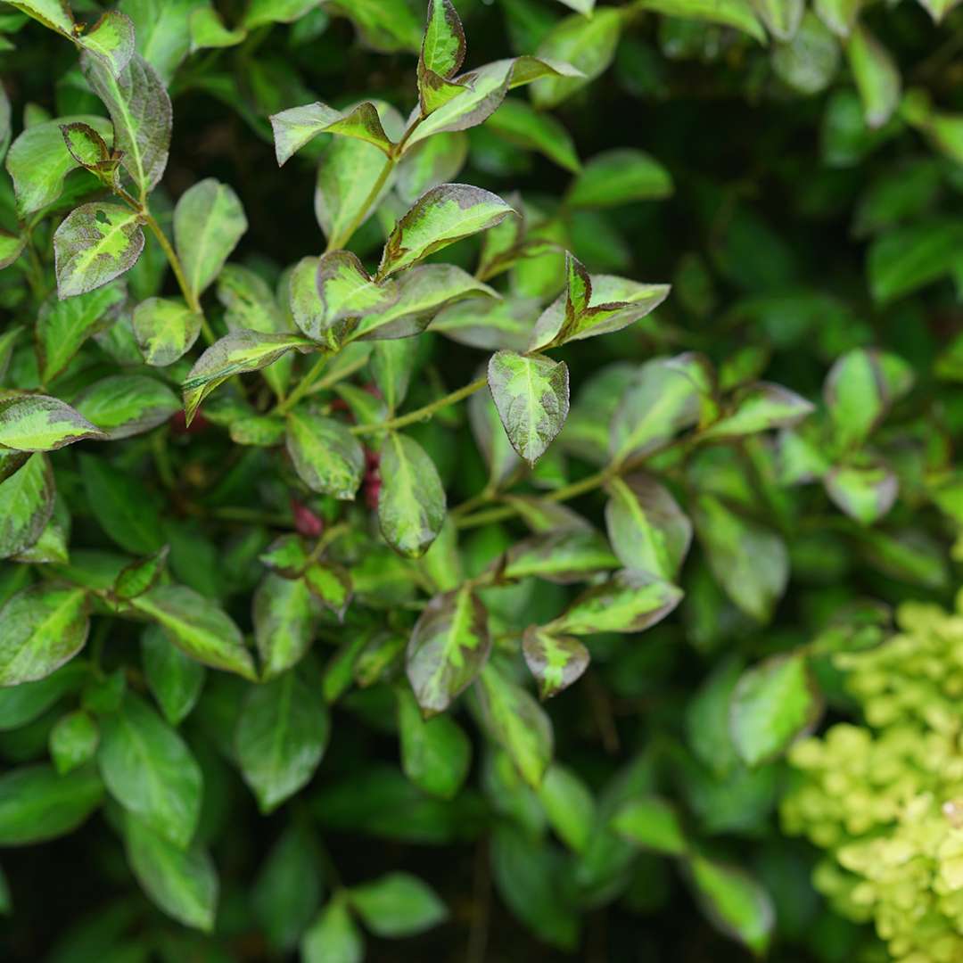 The elegant branches of Vinho Verde weigela.