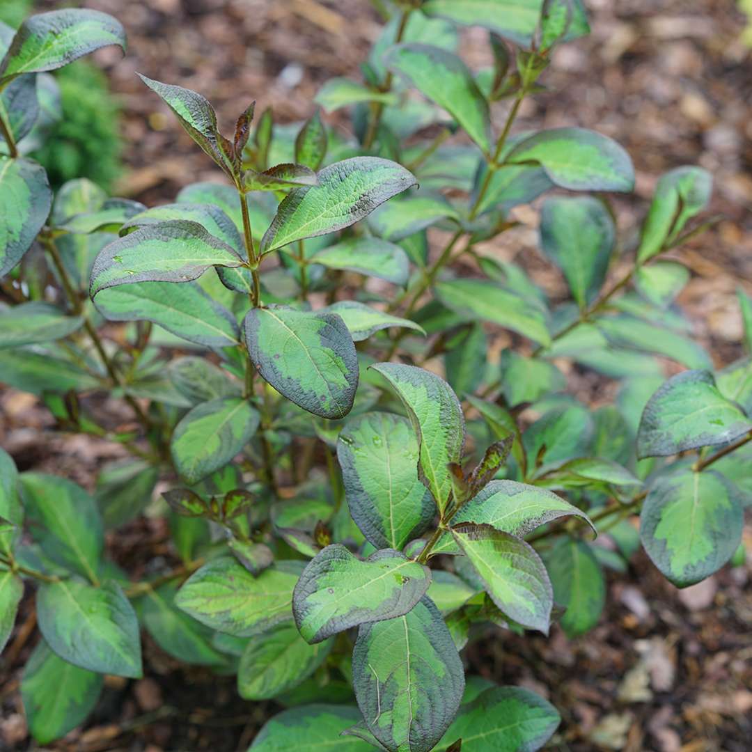 A young specimen of Vinho Verde weigela in the landscape. 