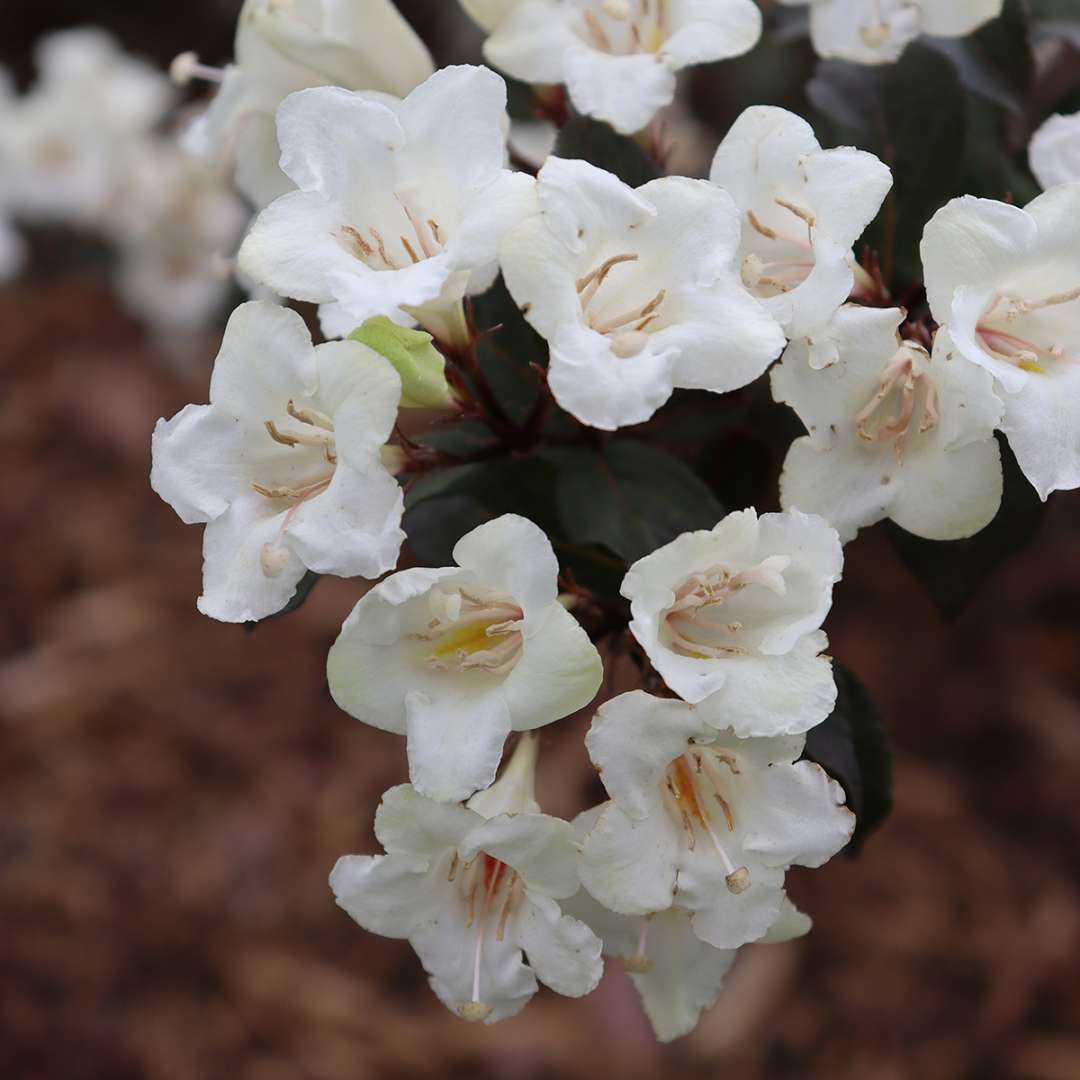 The white flowers of Wine and Spirits weigela.