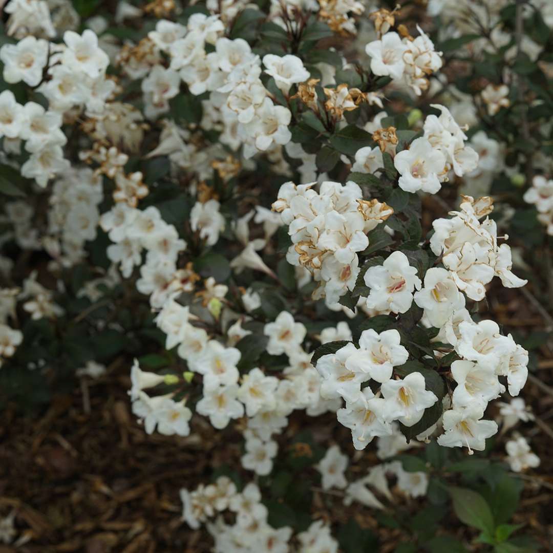 Wine and Spirits weigela with white trumpet shaped blooms and purple black foliage. 