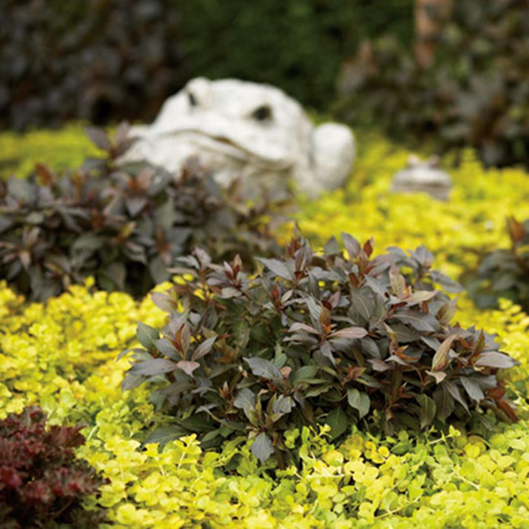 Tidy little clumps of Midnight Wine weigela growing in a bed of bright yellow lysimachia which is making quite a contrast