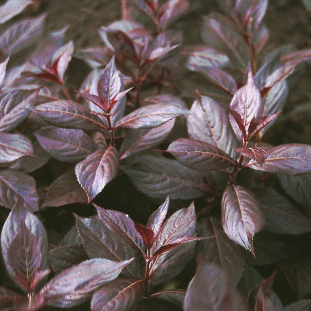 Closeup of the dark purple foliage of Midnight Wine weigela