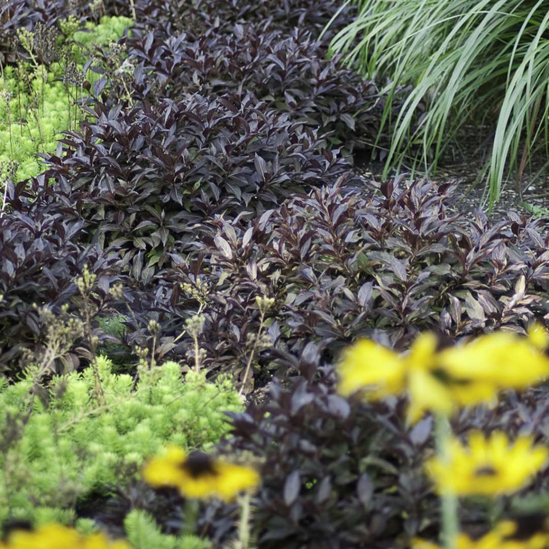 Midnight Wine weigela planted as a groundcover in a bed with perennials like ornamental grass