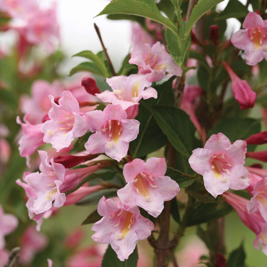 Closeup of the pink flowers of Sonic Bloom Pure Pink weigela