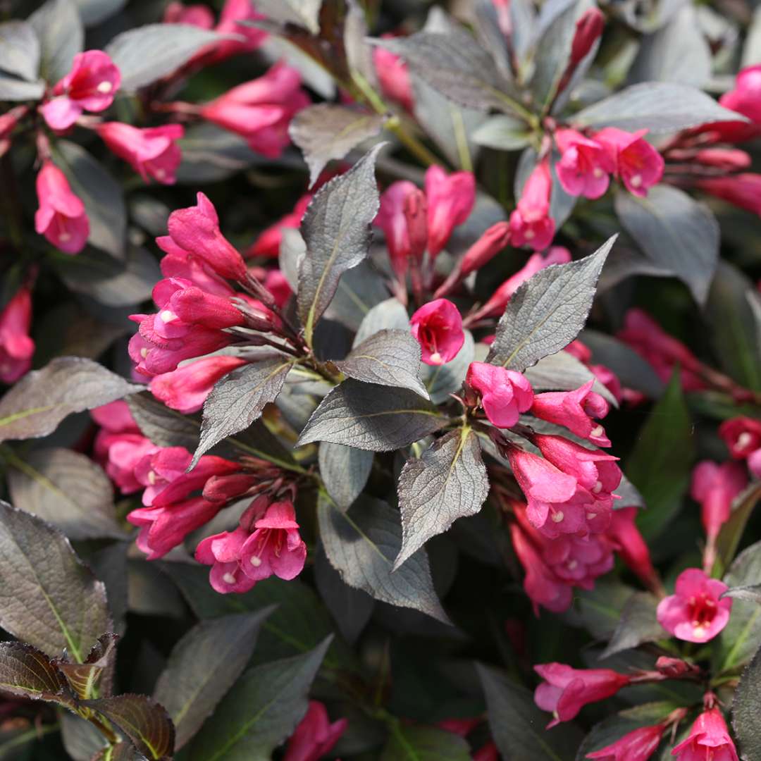 Close-up of the rose pink flowers and dark purple foliage of Spilled Wine weigela