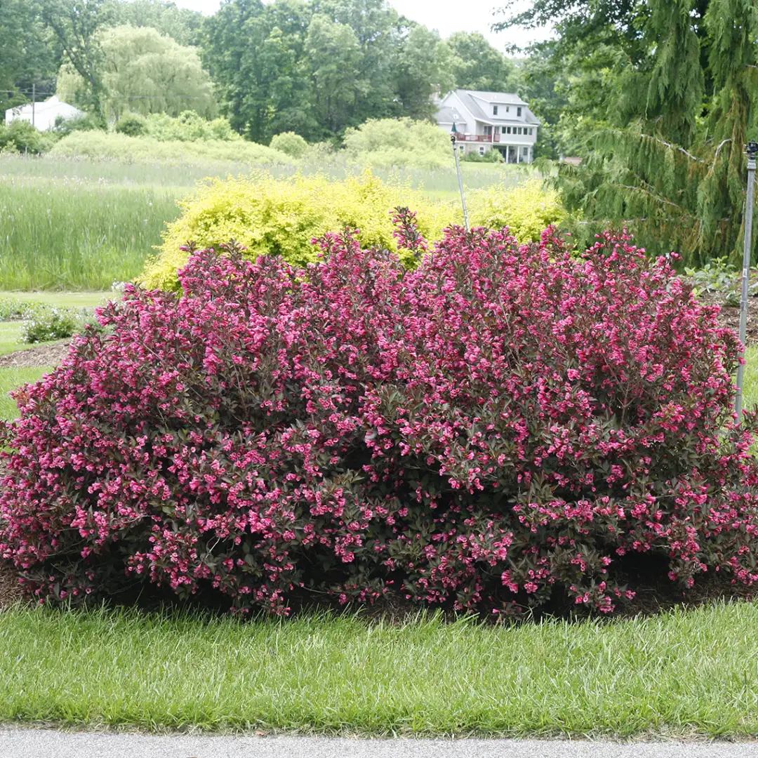 a heavily blooming Wine & Roses weigela in the landscape