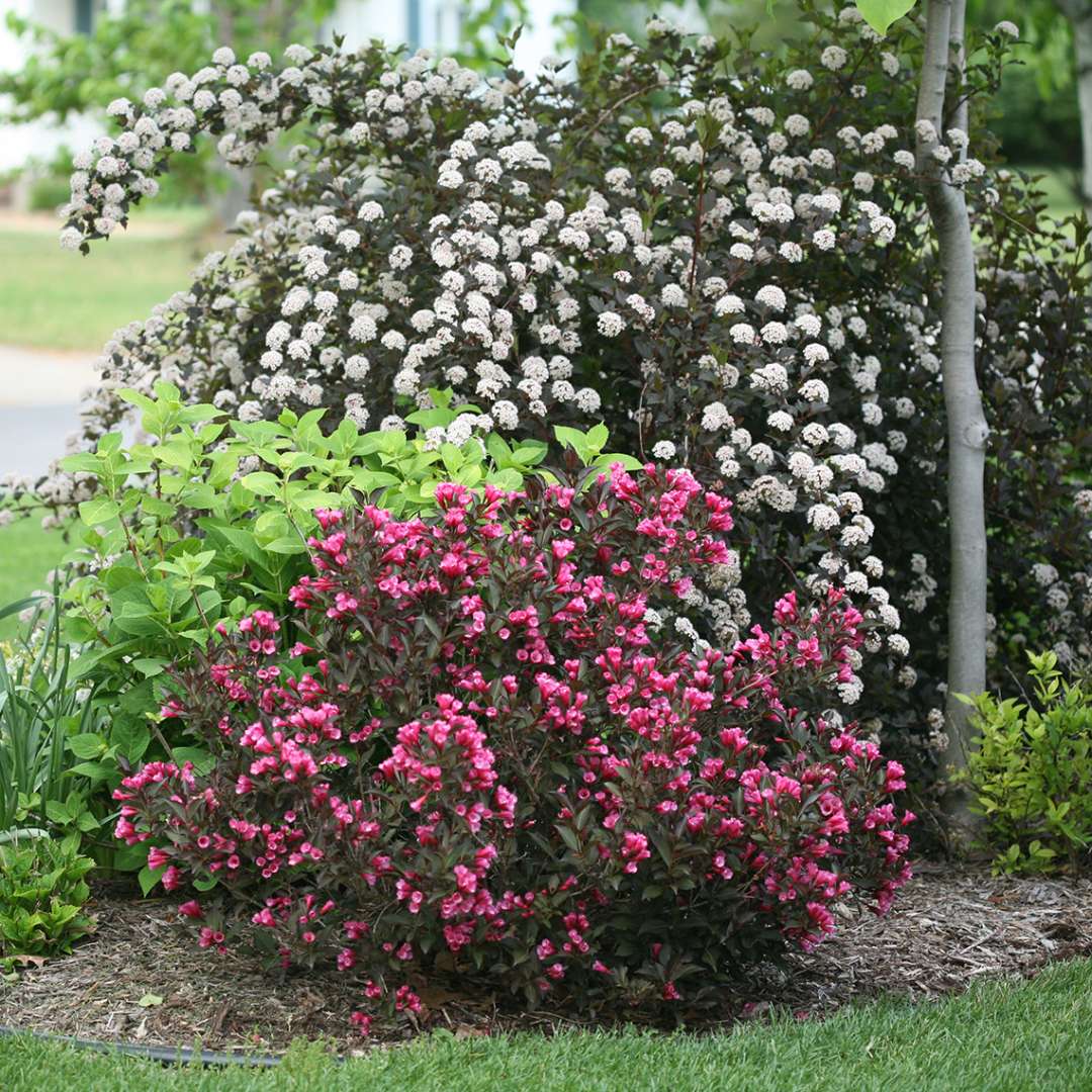 A young specimen of Wine & Roses weigela blooming in front of a large specimen of Summer Wine ninebark