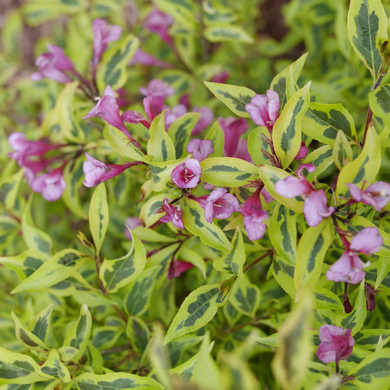 A close up of the pink blooms of Bubbly Wine Weigela.