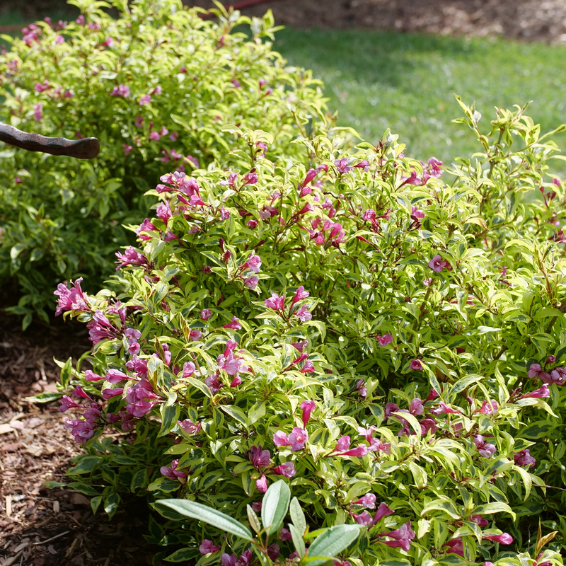 Bubbly Wine Weigela in the garden.