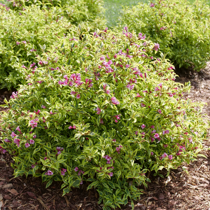 Bubbly Wine Weigela in the landscape.