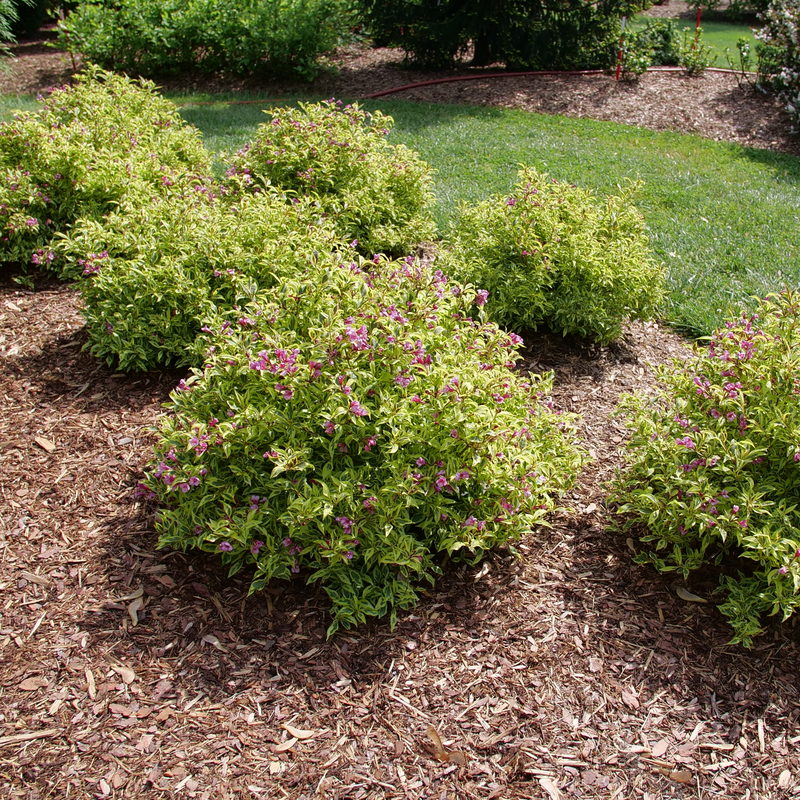 A row of Bubbly Wine Weigela in the landscape.