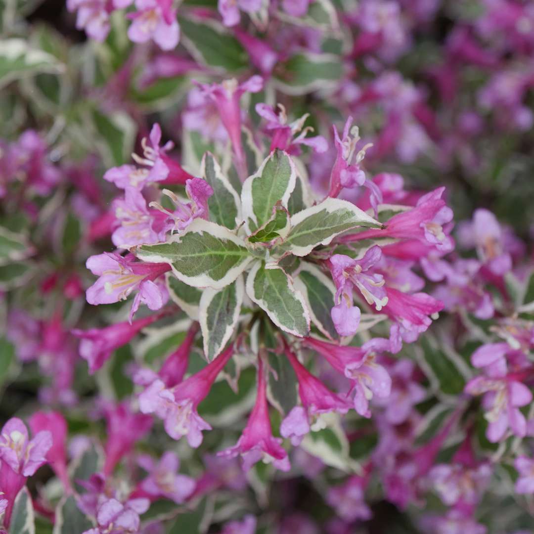 Close up of the variegated foliage of My Monet Purple Effect weigela