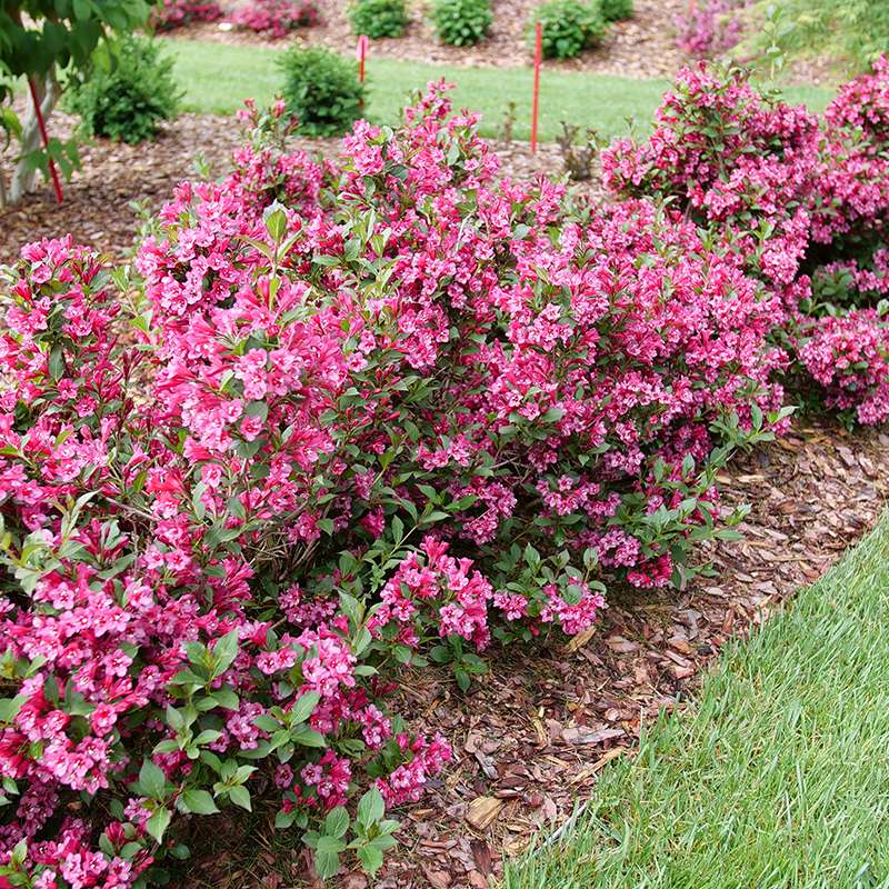 A row of Sonic Bloom Punch Weiglea in a landscape