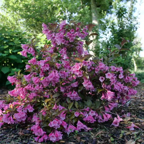 Red Zeppelin Calycanthus | Spring Meadow - wholesale liners