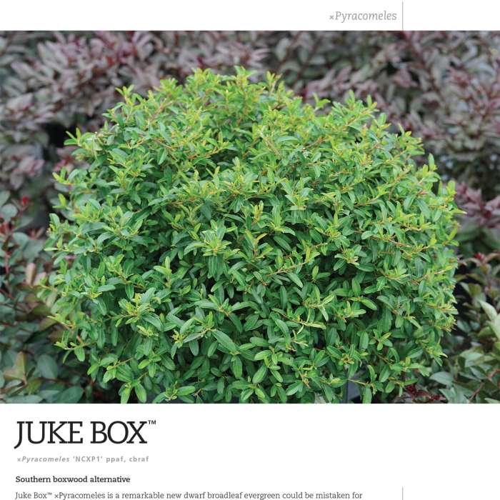 Preview of Juke Box® ×Pyracomeles Spec Sheet PDF