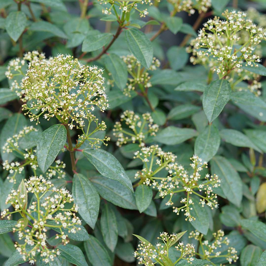 Small flower buds atop the deep green foliage of Yang viburnum davidii