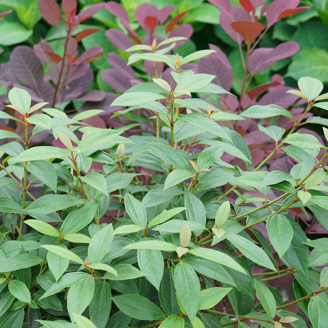 The handsome, deeply incised evergreen foliage of Yang viburnum in front of Winecraft Black cotinus