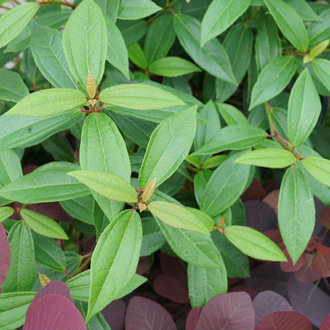 Foliage on Yang viburnum sports unique parallel lines for a textural effect in the landscape