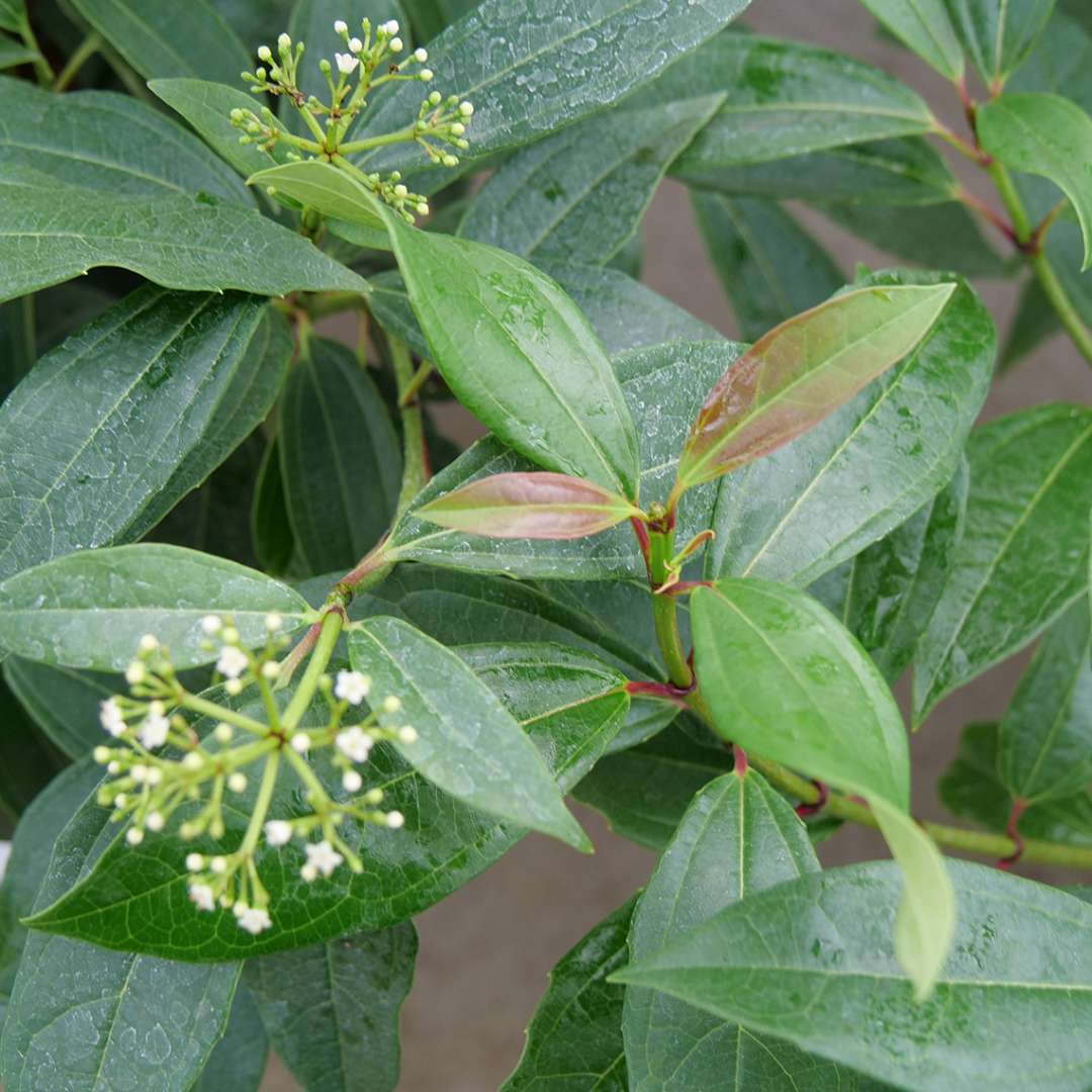 Small, starry clusters of white flowers on Yin viburnum davidii