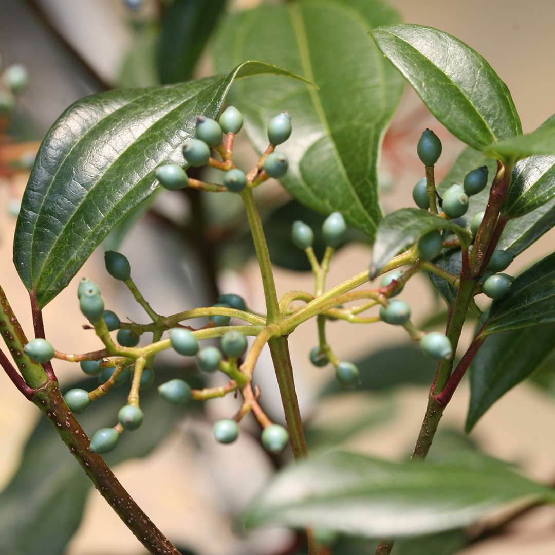 Small blue fruits developing on Yin viburnum davidii