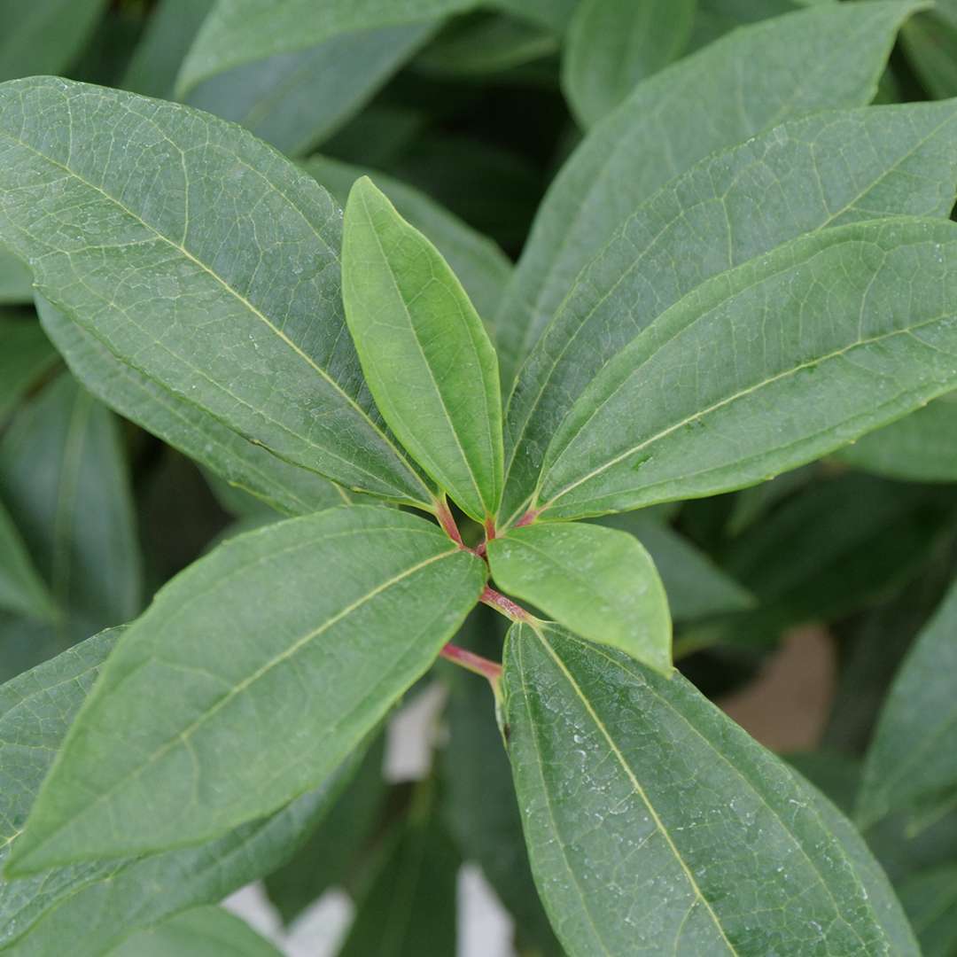 The thick, leathery, heavily lined foliage of Yin viburnum