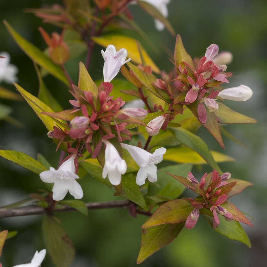 Close up of Bronze Anniversary Abelia's white flowers and copper-colored foliage