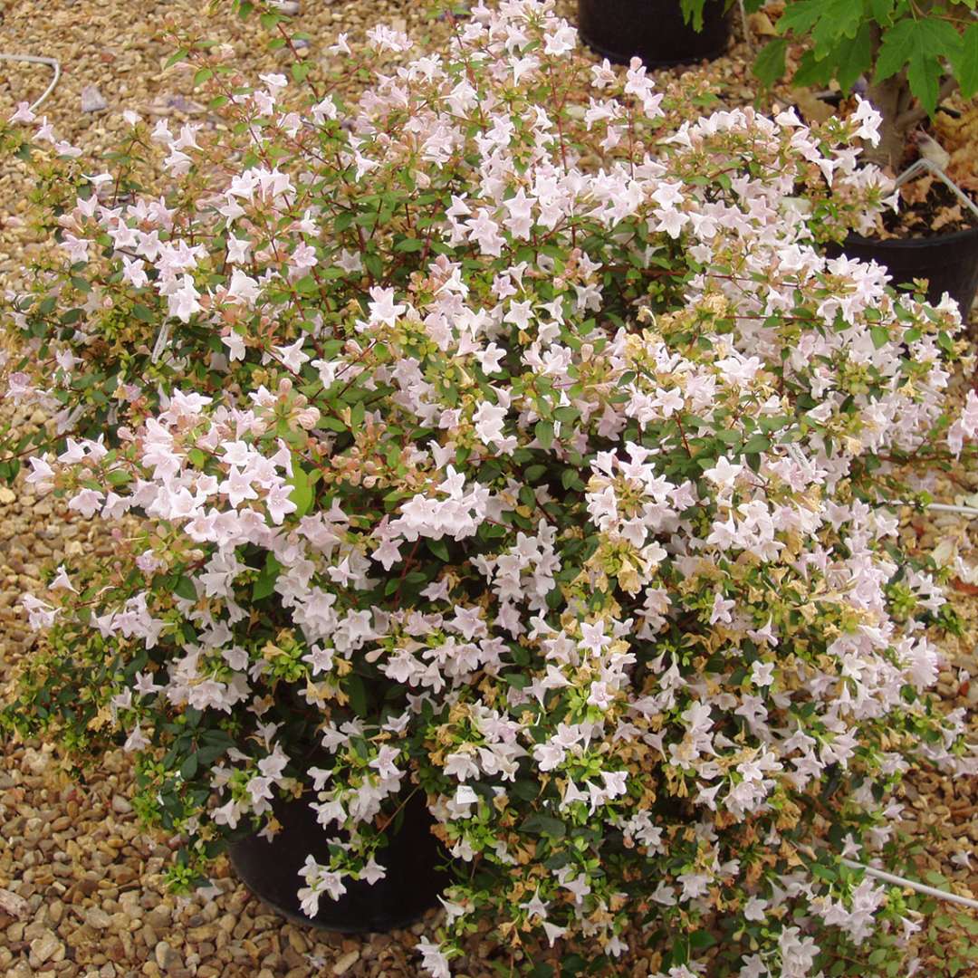 Neat and tidy Fairy Dance Abelia in container