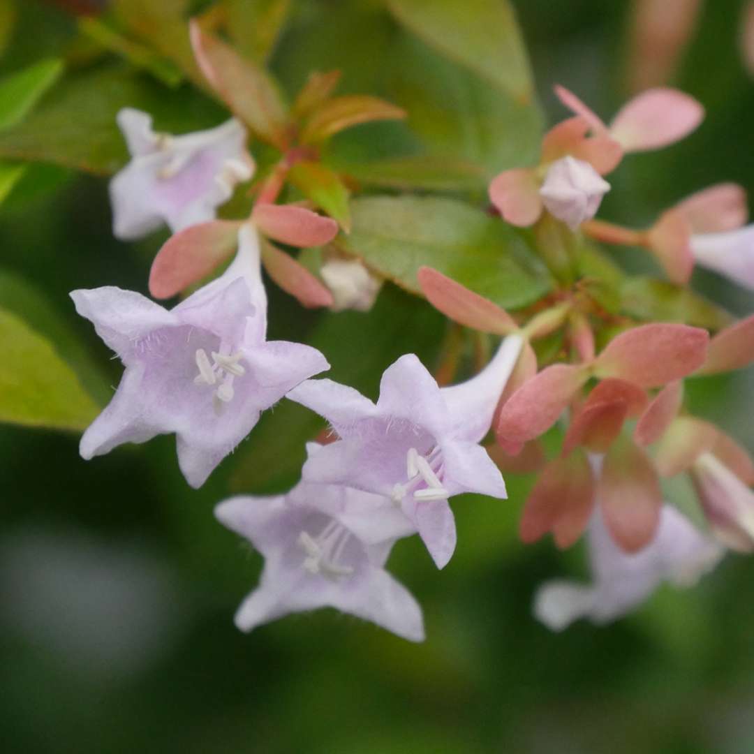 Close up of pale pink Funshine Abelia flowers