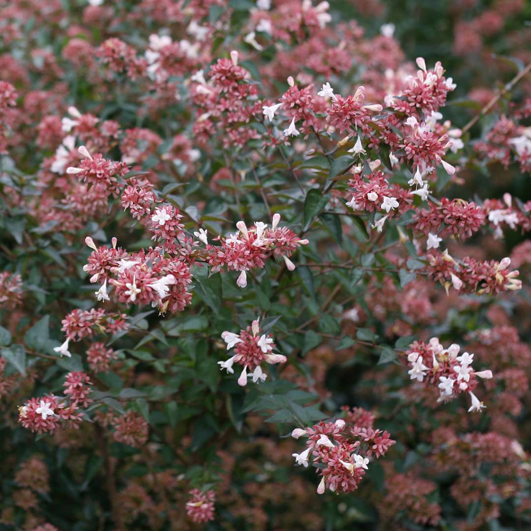 Ruby red new growth and bracts on Ruby Anniversary Abelia