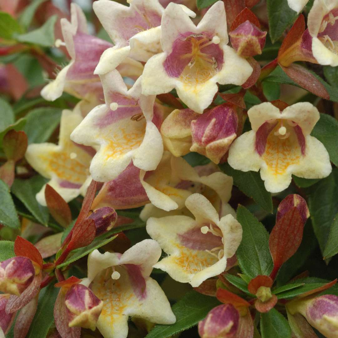 Close up of Sunny Anniversary Abelia's yellow blooms with pink throats and orange freckles