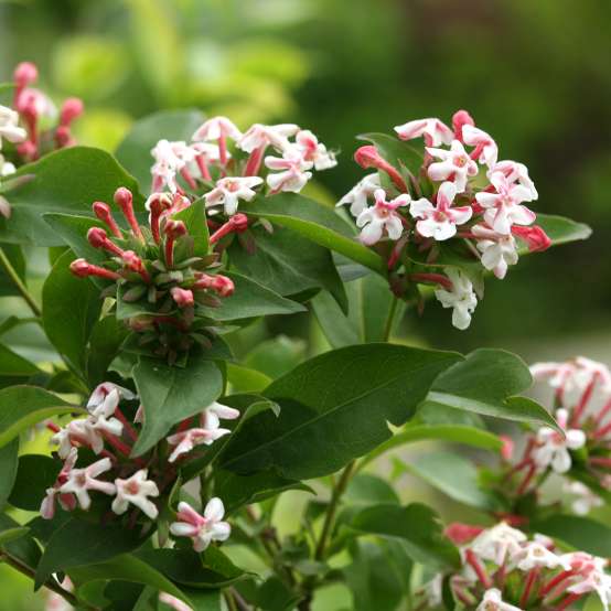 Close up of white and pink flowers and vibrant green foliage of Sweet Emotion Abelia