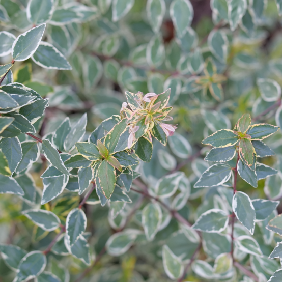 A close up of the variegated foliage of Mucho Gusto abelia