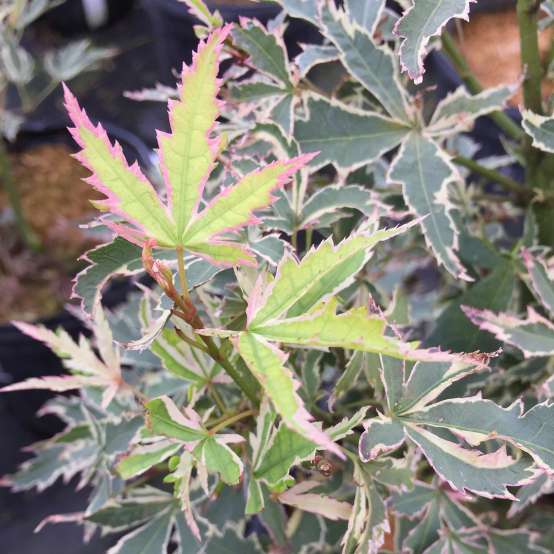 Close up of the variegated foliage of Acer palmatum Butterfly