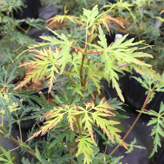 Close up of the green foliage tinged with red of Acer palmatum Seiryu