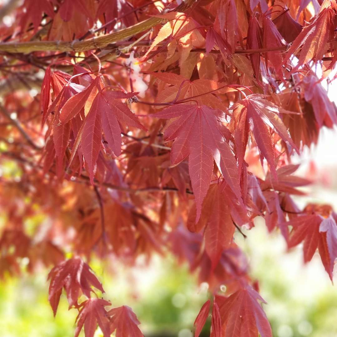 Close up of the red leaves of Samurai Sword Acer palmatum