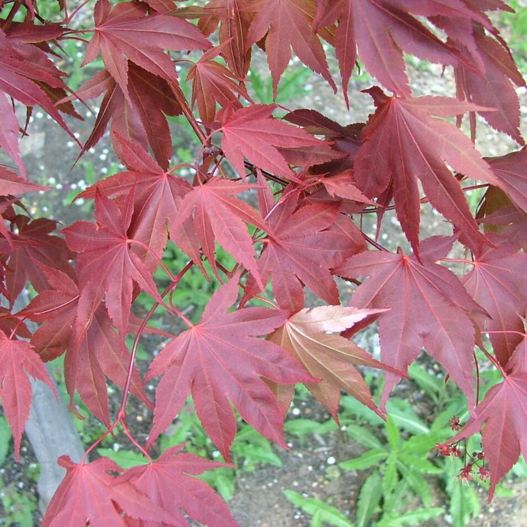 Close up of the red leaves of Samurai Sword Japanese Maple