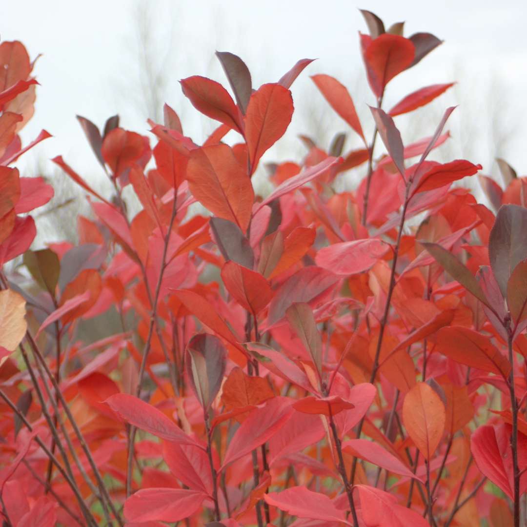 Close up of Aronia Brilliantissima with vibrant red fall foliage