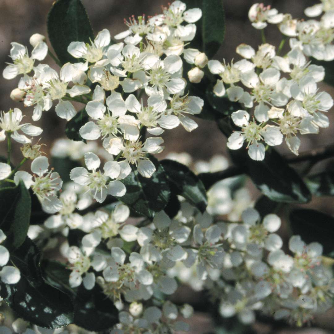 Close up of white Iroquiois Beauty Aronia flowers