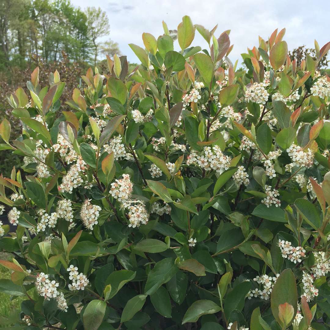 Close up of the green foliage and white flowers of a Low Scape Hedger Aronia in landscape