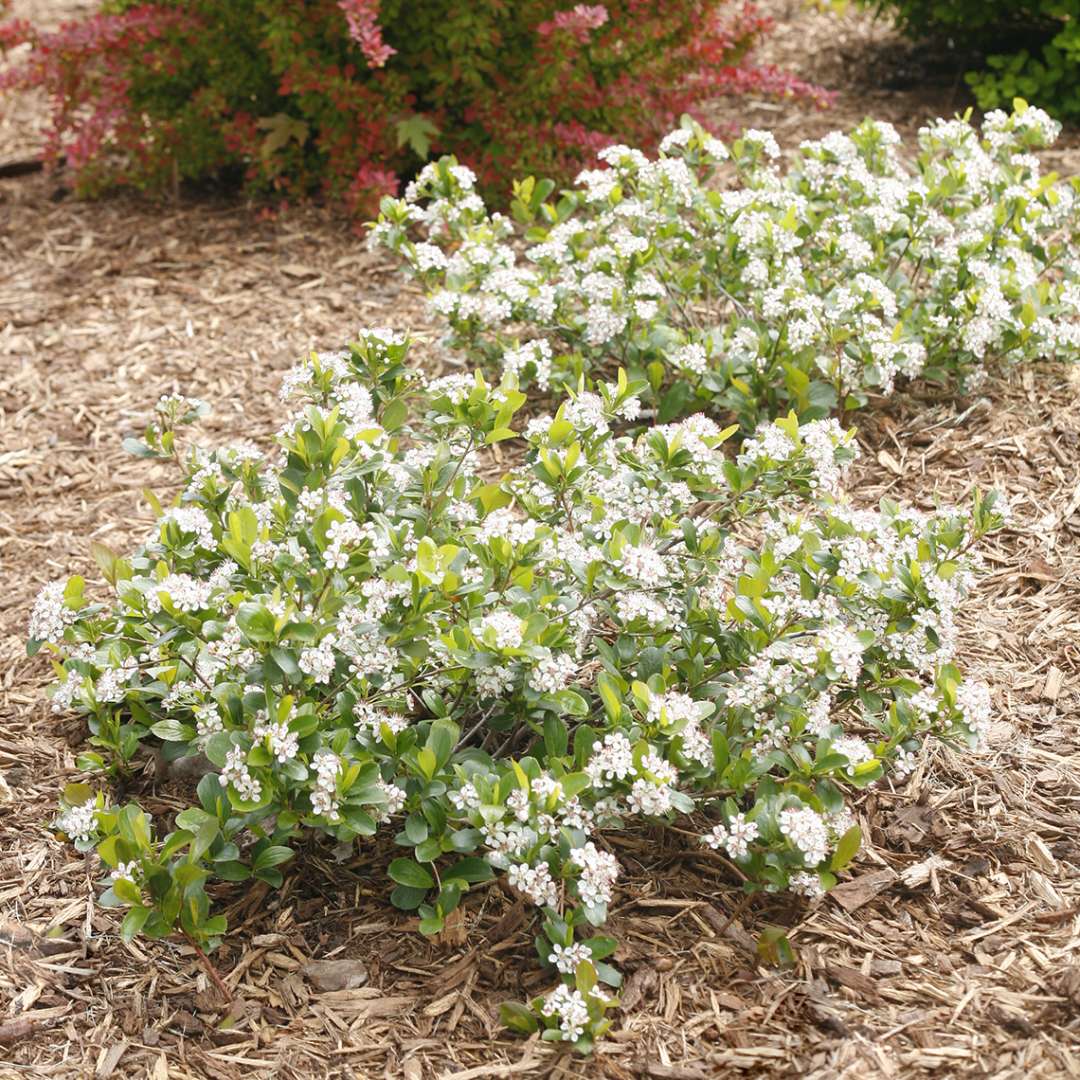 Low Scape Mound Aronia in landscape with white flowers