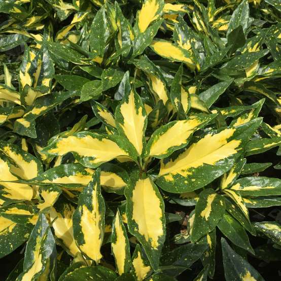 Close up of yellow and dark green variegated Aucuba Picturata
