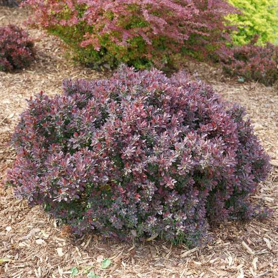 rounded Sunjoy Mini Maroon Berberis with red/purple foliage in landscape