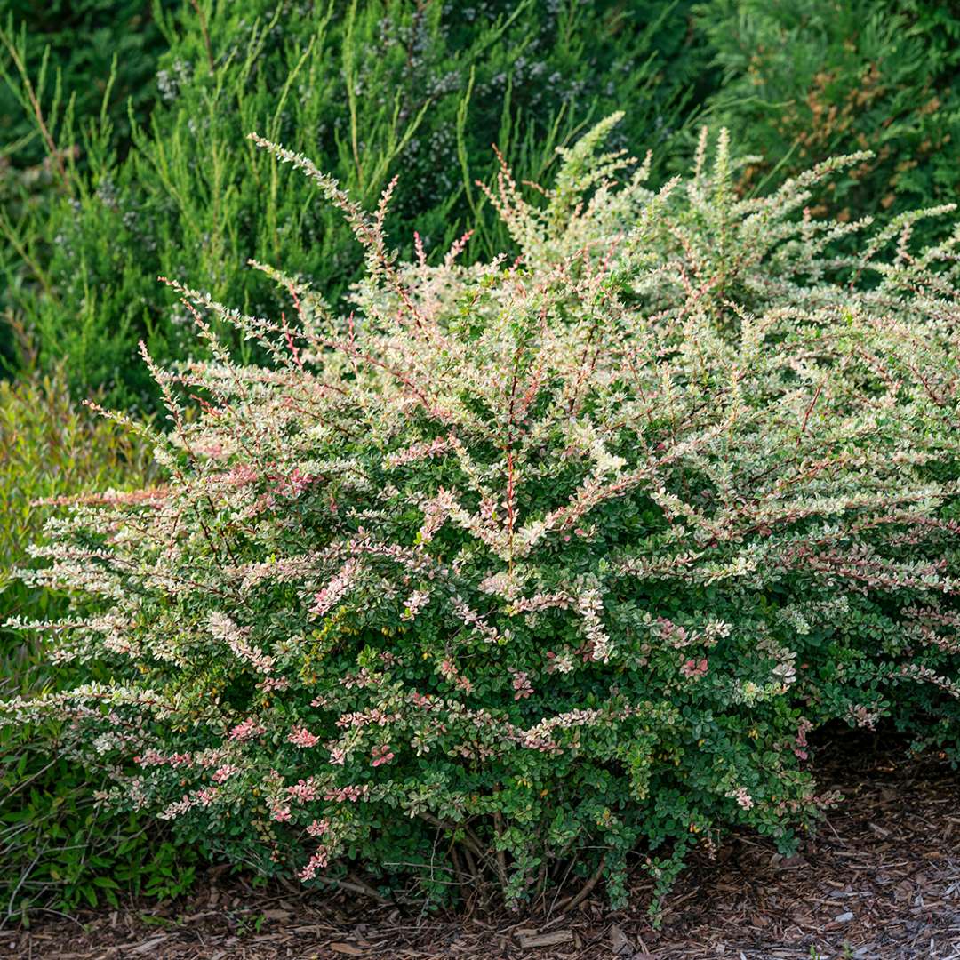 Sunjoy Sequins Barberry in a landscape. 